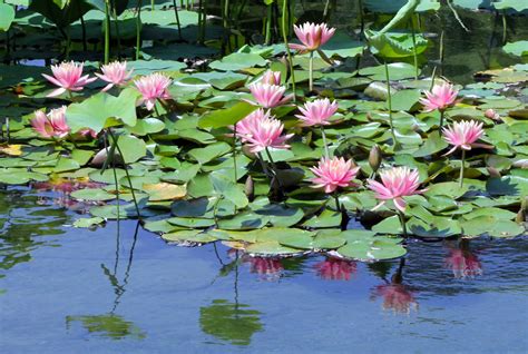 Le Lac des Lotus: Une Épopée Ondulatoire en Jaune d'Or et en Indigo Profond!